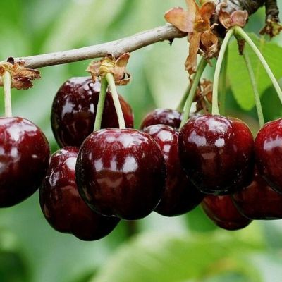 Черешня Бурлат Черешня Бурлат - Dolina-Sad.Ru