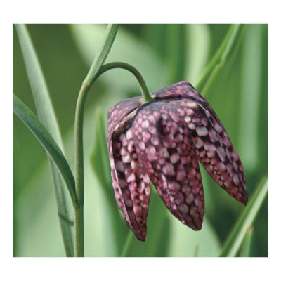 Рябчик Шахматный фото