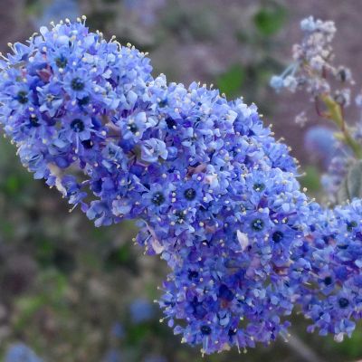 Цеанотус Топаз - Dolina-Sad.Ru