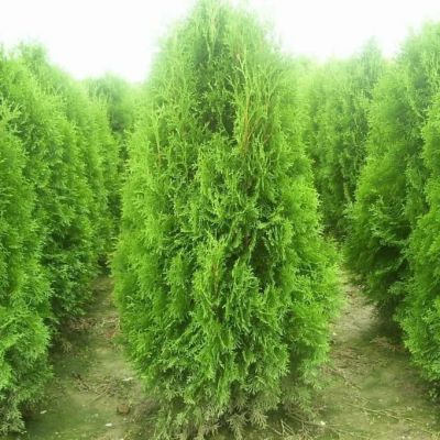 Туя западная Брабант, С2 Туя западная Брабант, С2 - Dolina-Sad.Ru