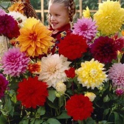 Микс Георгин-Гигантов Микс Георгин-Гигантов фото