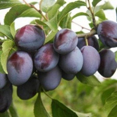 Слива Чернослив фото