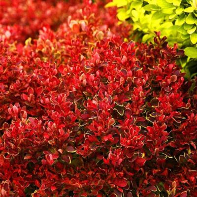 Барбарис Тунберга Голден Руби Барбарис Тунберга Голден Руби - Dolina-Sad.Ru