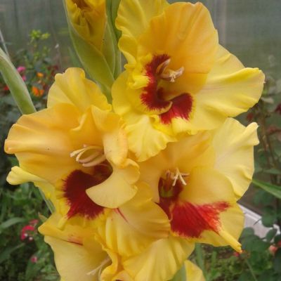 Гладиолус Сафари Гладиолус Сафари фото