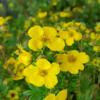 Лапчатка кустарниковая Саммерфлор, С3 Лапчатка кустарниковая Саммерфлор, С3 - Dolina-Sad.Ru