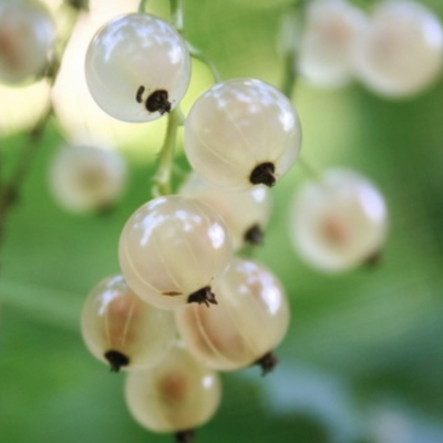 Смородина Большая Белая, C3 (2 года) - Dolina-Sad.Ru