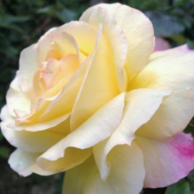 Роза Катрин Лаборде Роза Катрин Лаборде - Dolina-Sad.Ru