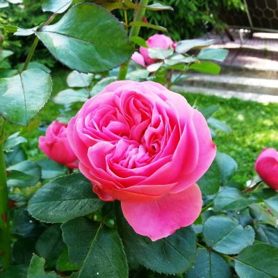 Роза Леонардо да Винчи Роза Леонардо да Винчи фото