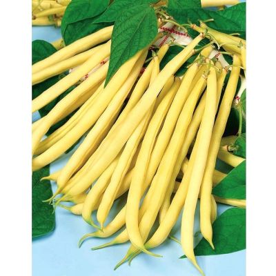 ФАСОЛЬ ПАНТЕРА(СПАРЖЕВАЯ) ФАСОЛЬ ПАНТЕРА(СПАРЖЕВАЯ) - Dolina-Sad.Ru