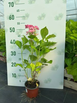 Гортензия крупнолистная Фрисби Хот Пинк - Dolina-Sad.Ru