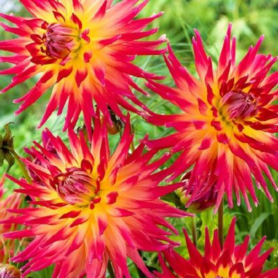 Георгина Бора Бора Георгина Бора Бора фото