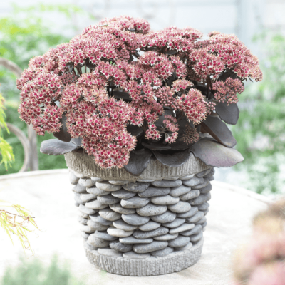 Седум Грин Пинк фото