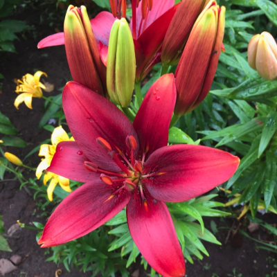 Лилия Роял Кисс Лилия Роял Кисс фото