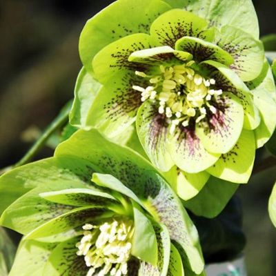 Морозник Претти Эллен Грин Морозник Претти Эллен Грин - Dolina-Sad.Ru