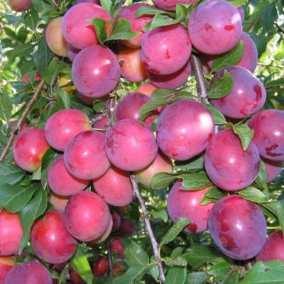 Слива Путешественница Слива Путешественница фото