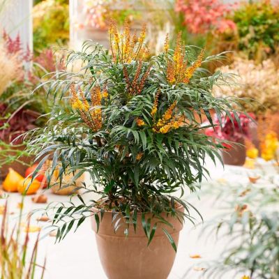 Магнолия Волкано Магнолия Волкано - Dolina-Sad.Ru