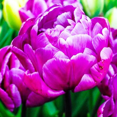 Тюльпан Блю Даймонд Тюльпан Блю Даймонд фото