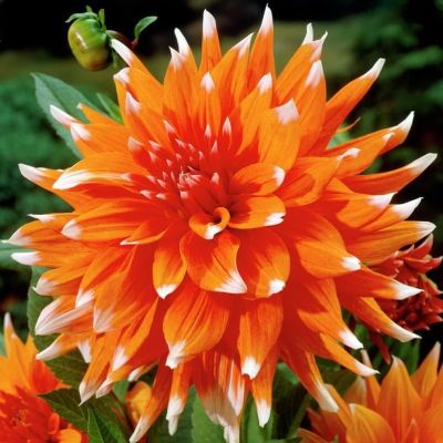 Георгина Колор Спектакль Георгина Колор Спектакль фото