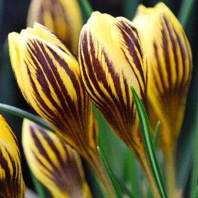 Крокус Гипси Герл фото