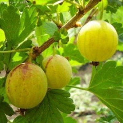 Крыжовник Берилл Крыжовник Берилл фото