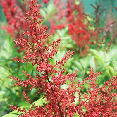 Астильба японская Ред Сентинел - Dolina-Sad.Ru