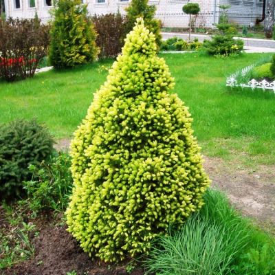 Ель канадская Сан он де Скай, С3 Ель канадская Сан он де Скай, С3 - Dolina-Sad.Ru