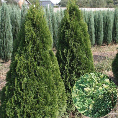 Туя западная Холмструп, С2 - Dolina-Sad.Ru