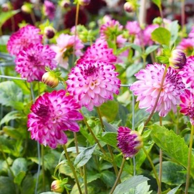 Георгина Литтл Роберт Георгина Литтл Роберт фото