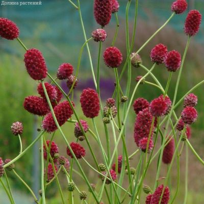 Кровохлебка лекарственная Арнем - Dolina-Sad.Ru