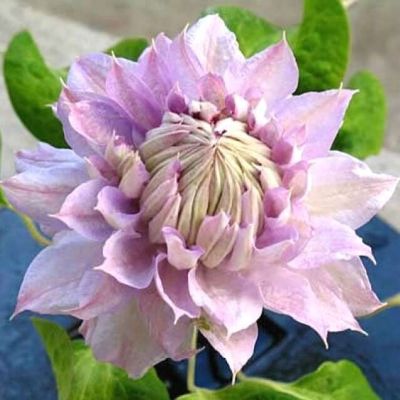 Бель оф Вокин Бель оф Вокин фото