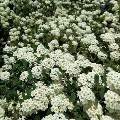 Спирея стелющаяся - Dolina-Sad.Ru