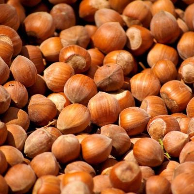 Лещина Тонда ди Джиффони Лещина Тонда ди Джиффони - Dolina-Sad.Ru