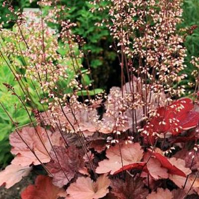 Гейхера Божоле Гейхера Божоле - Dolina-Sad.Ru