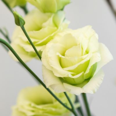 Эустома Золотая вуаль F1, гранул. пробирка Эустома Золотая вуаль F1, гранул. пробирка - Dolina-Sad.Ru