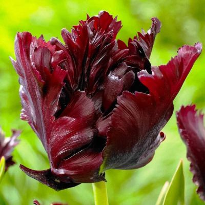 Тюльпан Блэк Пэррот Тюльпан Блэк Пэррот фото