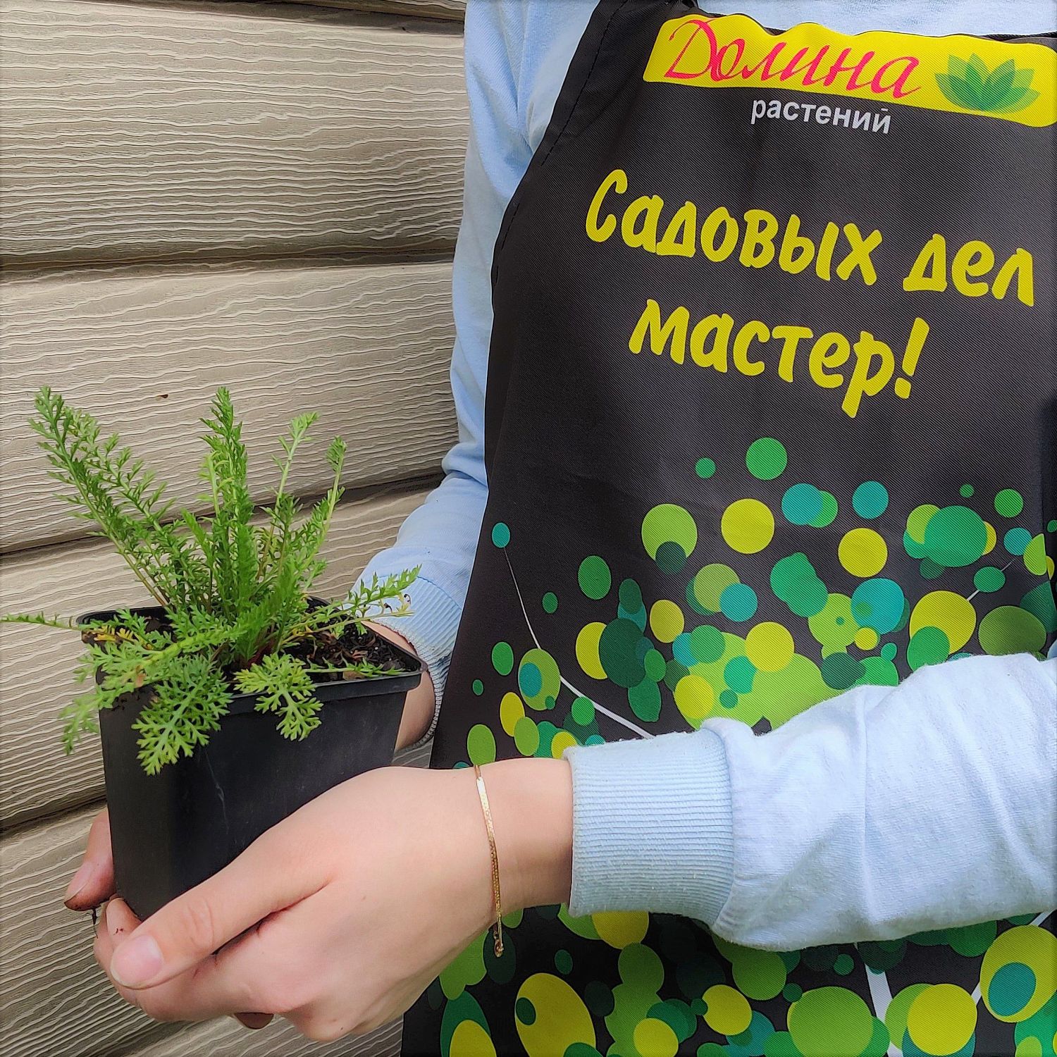 Тысячелистник обыкновенный Церайз Квин C2 Тысячелистник обыкновенный Церайз Квин C2 фото