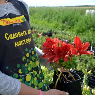 Лилия Тренди Гавана Лилия Тренди Гавана - Dolina-Sad.Ru