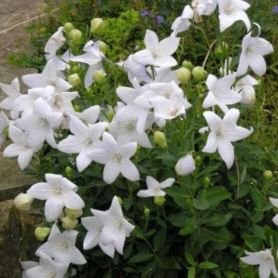 Платикодон крупноцветковый Альбус - Dolina-Sad.Ru