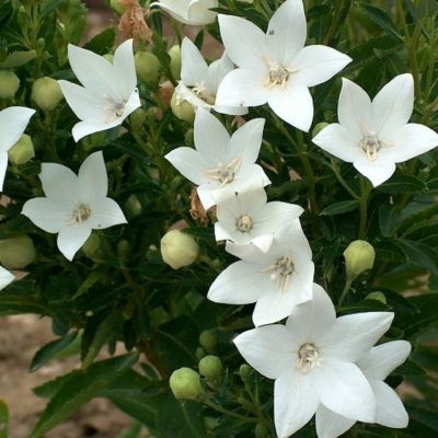 Платикодон крупноцветковый Альбус - Dolina-Sad.Ru