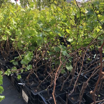 Виноград Бастра Виноград Бастра фото