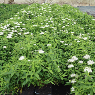 Спирея японская Альбифлора фото