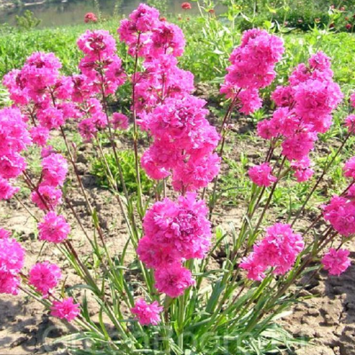 Гвоздика перистая Мэджик Гвоздика перистая Мэджик фото