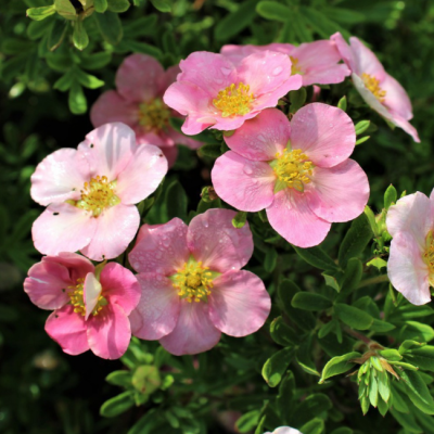 Лапчатка кустарниковая Пинк Бьюти Лапчатка кустарниковая Пинк Бьюти фото