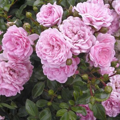 Роза Фэйри Роза Фэйри фото