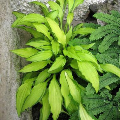 Хоста гибридная Грин Айс фото