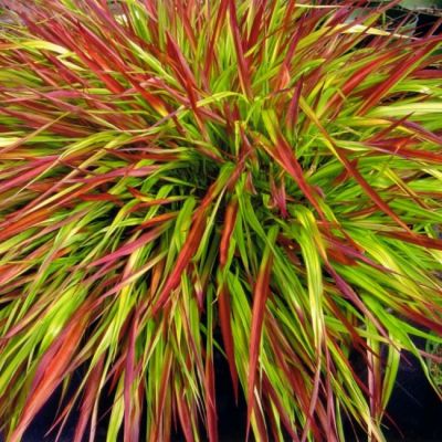 Хаконехлоя крупная Николя Хаконехлоя крупная Николя фото