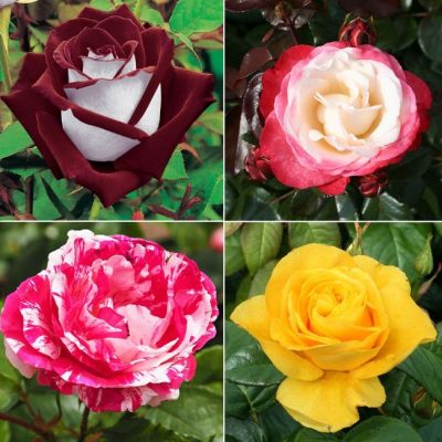 Микс Чайно-гибридных Роз (1+1=3) Микс Чайно-гибридных Роз (1+1=3) фото