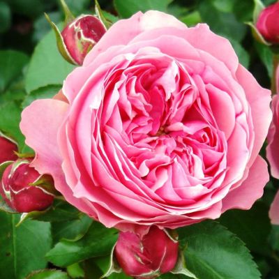 Роза Леонардо да Винчи Роза Леонардо да Винчи фото