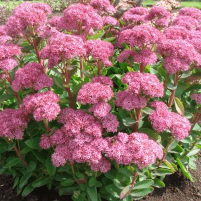 Седум видный Кармен , P9 Седум видный Кармен , P9 фото