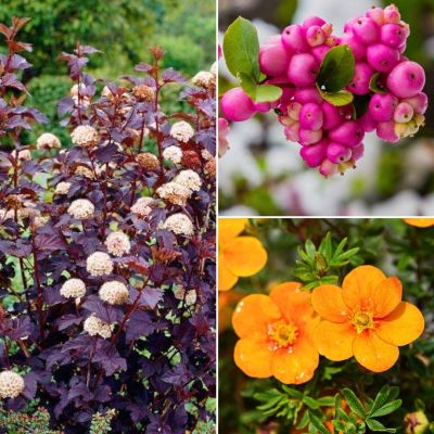 Набор кустарников Садовый Набор кустарников Садовый - Dolina-Sad.Ru